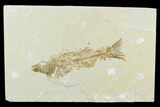 Bagain Fossil Fish (Mioplosus) - Wyoming #119954-1